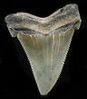 Nice, Serrated Angustidens Tooth - Megalodon Ancestor #32981-1